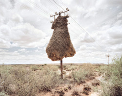 Massive Bird Nests Built on Telephone Poles