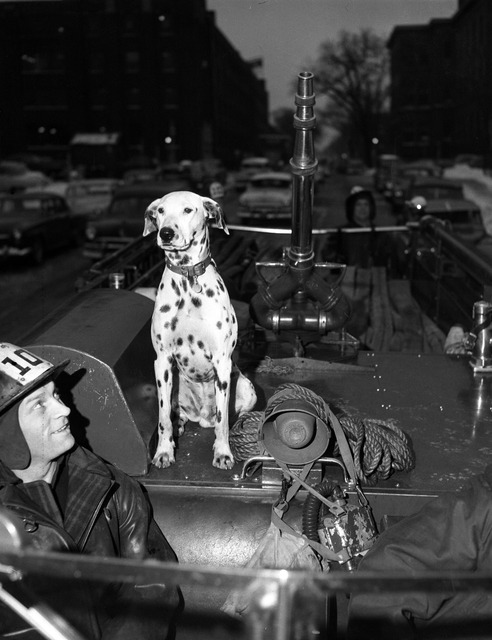 stuffaboutminneapolis:A dalmatian rides along with the Minneapolis Fire Department on December 1, 19