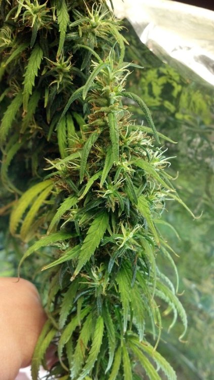 weedporndaily:  Paraguayan Sativas album: it has been 18 weeks flowering