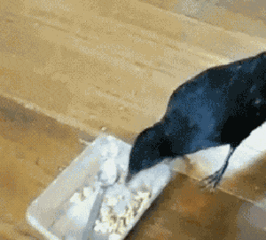 dreams-in-metaphors: ladyanalinguist:   lolthingstoknow:  I hear crows are among