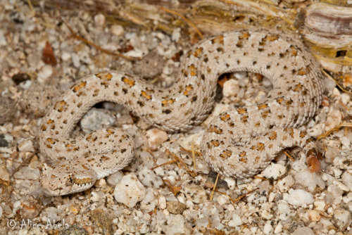 exotic-venom:(Crotalus cerastes laterorepens)  Colorado Desert sidewinder The Colorado Desert side