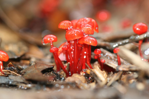 nature-and-biodiversity:  Ruby BonnetMycena viscidocruenta