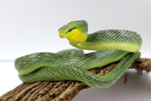 almightyshadowchan: Vega, 2015 Red-Tailed Green Ratsnake (Gonyosoma oxycephalum)