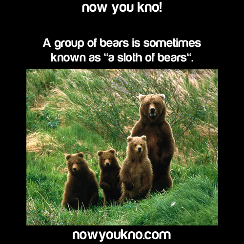 reverse-oreo-try-me:  marajuanas:  nowyoukno:  Now You Know more about sloths  OH MY FUCKING GOD BIGFOOT IS REAL   The sex one thoo 