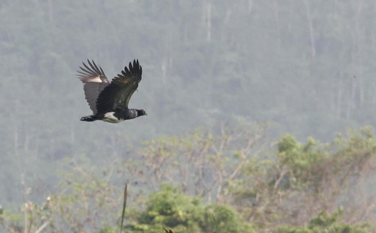 fumbledeegrumble:  zestful-guitar:  gallusrostromegalus:  luxtempestas:  antenna?  check. claws?   check. nonsensical taxonomy?  check. lets roll out.  Please behold the Completely Fucking Absurd Noise these animals make, which is Almost Entirely Unlike