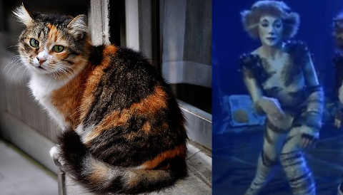 Jelicle Cats As Real Cats! The Queens