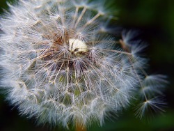 thepoisondiaries:  Dandelions, of the genus Taraxacum, are widely used in Wiccan ritual. The leaves are used to summon spirits, in healing and purification or defeating curses. The roots are used for divination and calling spirits. A tea made with the
