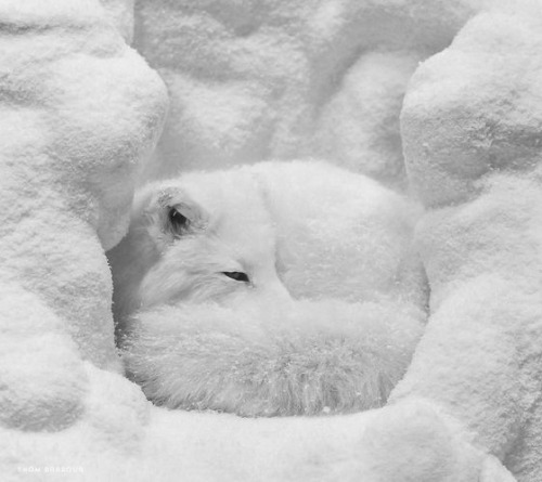 Arctic Bed ❄Photo by Thom Barbour