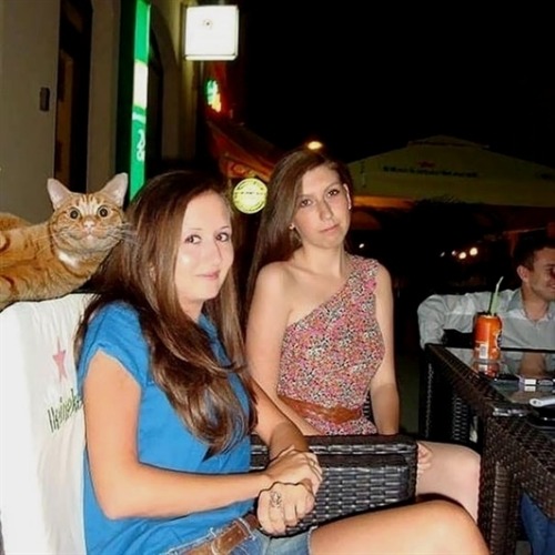 squinty-cat - Funny cats pics, gifs & videos
▶️ Titus Squinty Cat