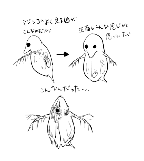 futureisfailed:  藤井亮さんはTwitterを使っています: “みんな知ってるのかもしれないけど、ミジンコの目って一つなのな…そういえば横顔しか見た事なかった