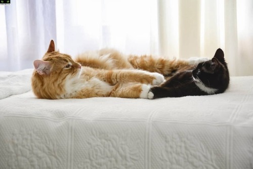 https://www.youtube.com/c/WeMeow #cat #cats #wemeow #meow #catlife #cutecat #catlove #lovecats #gato