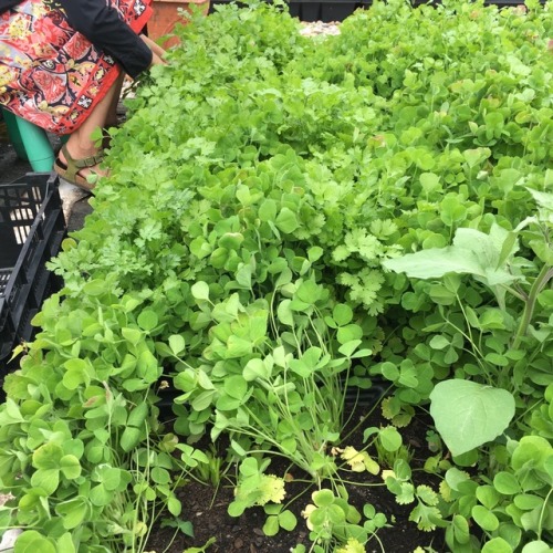 Harvesting parsley and radishes with Marcie from Ruby’s place. Always a great help here at Geo