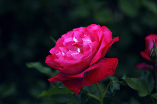 Santa Barbara Roses. 