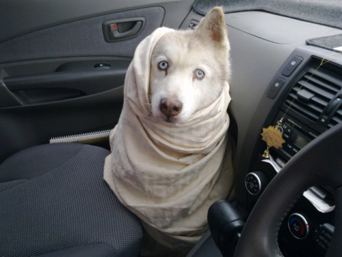 XXX all-thats-interesting:  Dog BurritosThis photo