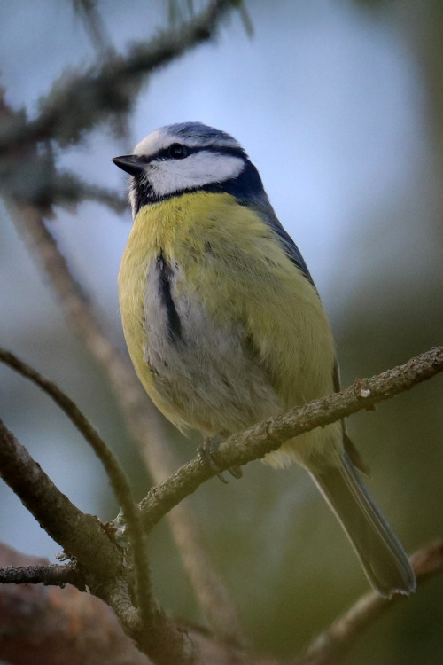 A bunch of birds: Yellowhammer/gulsparv, Blue tit/blåmes, Pied flycatcher/svartvit flugsnappare, Gre