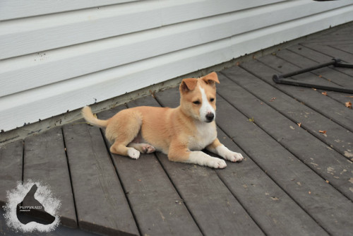 puppyrazzi