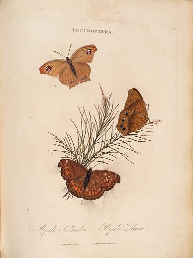 heaveninawildflower:More illustrations of Lepidoptera taken from ‘An epitome of the natural history 