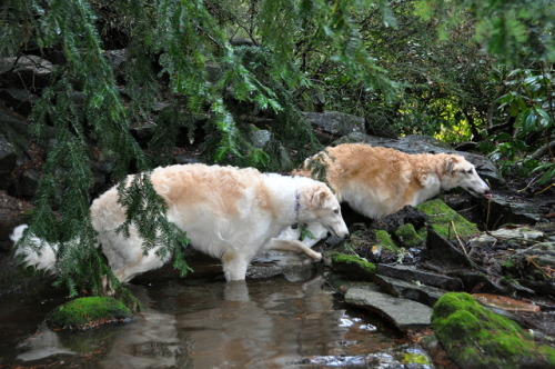 photozoi: Meet James and the Giant Peach (GP, or Jeep for short). They are puppy brothers, and foste