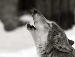wolfsheart-blog:  Howling Gray