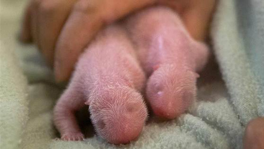 sixpenceee:  The following is what newborn baby pandas look like. 