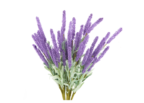 Lavanda