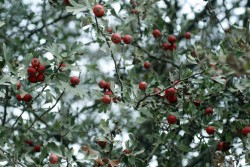 Thepoisondiaries:  Featured In The New Poison Diaries Book, Weed - Crataegus (Hawthorn)