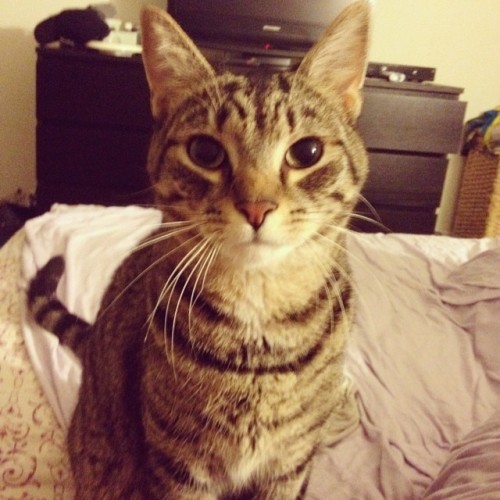 My big boy. #jackthebengal #kittycat #cat #fullgrown #handsome #rescuecat #catmommy #ham #likes #lov