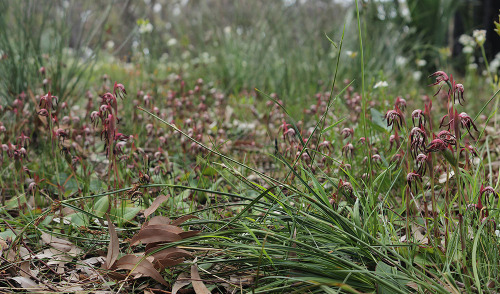 Pyrorchis nigricans, in situ, Wireless Hill Park, Perth, WA, Australia.This orchid usually flowers e