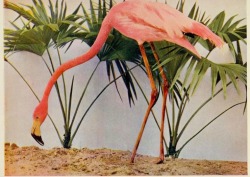 nemfrog:  Flamingo. Birds : illustrated