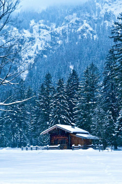 earthyday:  Snowy Forest  by Fatimah Ashraf