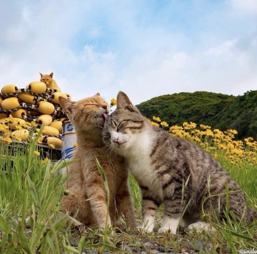 Chubby Cats