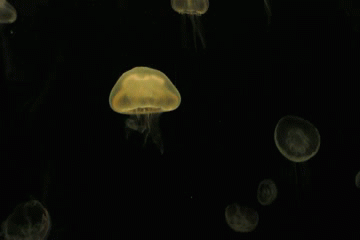 chemosynthesis:  made these gifs of jellyfish from the georgia aquarium!