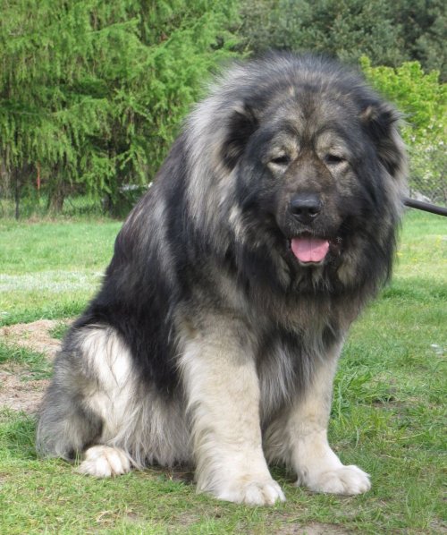 xflowerxchild:  ms-macky:  Caucasian Ovcharka aka Caucasian Mountain Shepherds aka Mini Russian Bears 200 pounds of Bear hunting cuteness  I saw one of these at the vet’s office the other day. Holy fucking shit. Deepest bark ever, but the sweetest thing