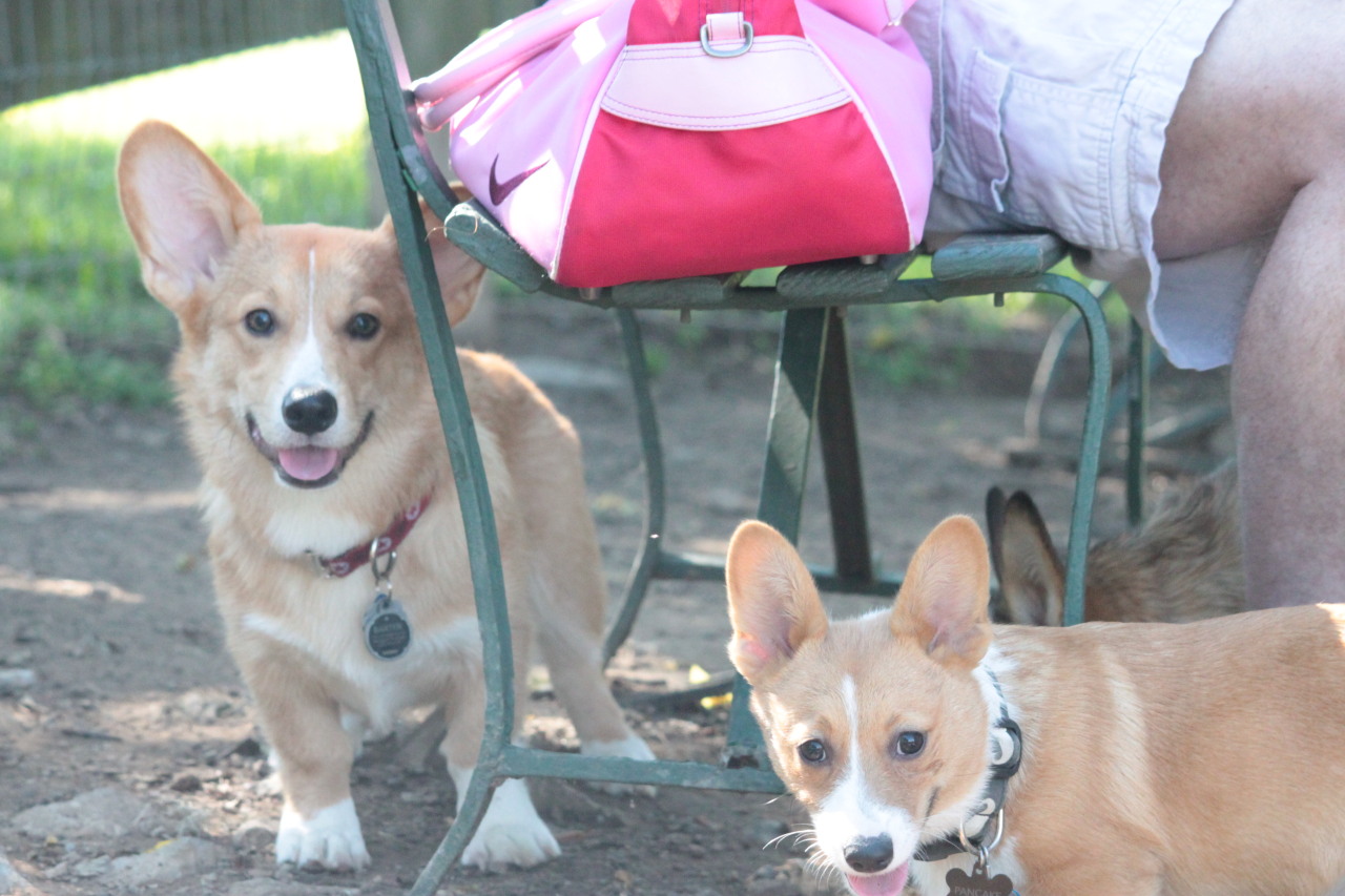 pancakethecorgi:  Photos part 2, camera set: The corgis present were Charlie and