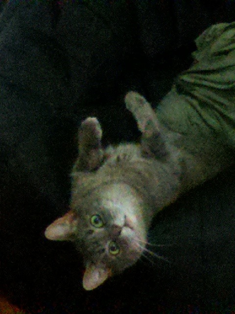 sh-nin:sh-nin:here, have a long post of my favorite pictures of my super cute cat, franklyn!!@mostly