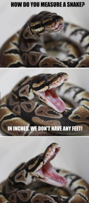 emmaisexploring:  daily-meme:  Measuring a Snakehttp://daily-meme.tumblr.com/  Hahahahahahahaha  Bahaha thank you mommy