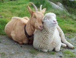 babygoatsandfriends:  I got a request for goats and sheep havin fun together, but first I have to post this one, because its classic. They love each other! 