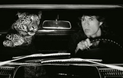 joeinct:Mick Jagger in Car with Leopard,