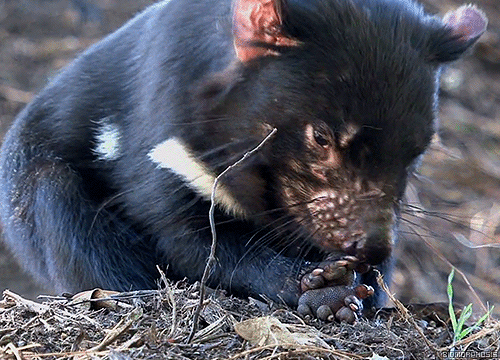 biomorphosis:  Tasmanian Devil’s large porn pictures