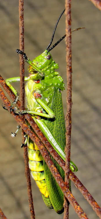 onenicebugperday: Green milkweed locust aka African bush grasshopper, Phymateus viridipes, Pyrgomorp