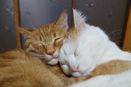 cybergata:  しろととら    Best Buddies forever and ever, in this life, and