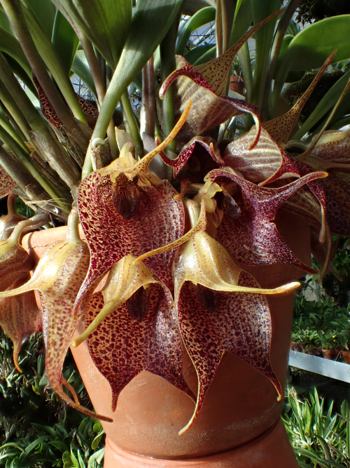 orchid-a-day:Masdevallia angulataSyn.: Byrsella angulata; Masdevallia burfordiensisJanuary 1, 2022