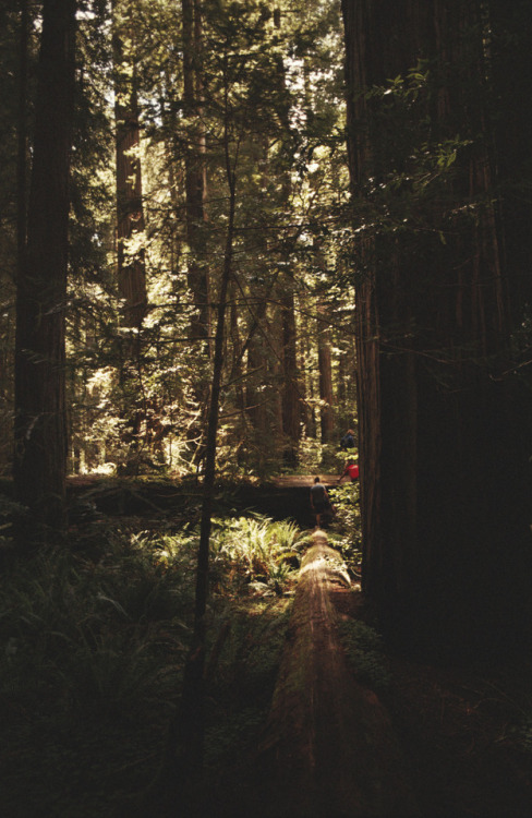 Redwoods, California, May 2017