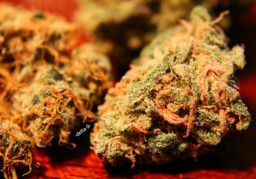 -delta-9-:  A nice contrast of, Amnesia Haze, Blue Dream and some Kryptonite OG.