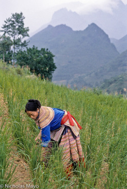 allasianflavours:   Weeding On A Cloudy Day by  Nick Mayo/RemoteAsiaPhoto  