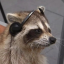 raccoon-half-moon
