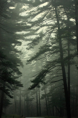 ominousraincloud:  FOGGY PINES | By David Starling 