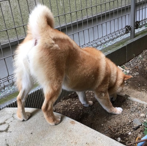 shibainu-komugi:何か落ちてるのかな。ちょっと調べてみますよ。#shiba #dog #komugi #柴犬 #shibainu #柴犬の小麦さん