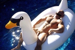 bravermonster:  A Swan and MAN sleeping and that man is Francois Sagat&hellip;. 