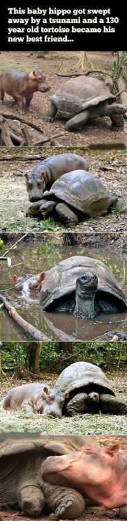 love-this-pic-dot-com:  Baby Hippo And 130 Year Old Tortoise Are Best Friends 